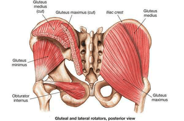 Whenever we visit our physio or podiatrist we seem to be told that our foot or leg injury may be caused by weak glutes. But how is a muscle at the hip involved in lower leg injuries and what role do our glutes play in preventing injury? What do the Glutes do? Firstly it is...